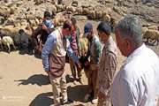 ارومیه : بهرمندی دامداران  مناطق عشایری از خدمات رایگان دامپزشکی به مناسبت هفته دولت 